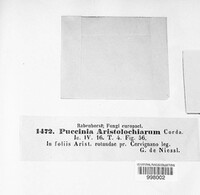 Puccinia aristolochiarum image